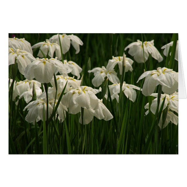 Weiße Iris (Vorderseite (Horizontal))