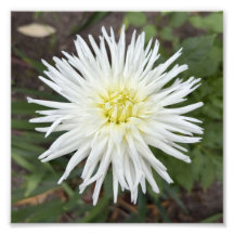 Weiße Kaktus-Dahlie Botanischer Blumenfoto-Druck