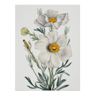 Weiße Kalifornische Baum-Mohnblumen Botanisch Poster