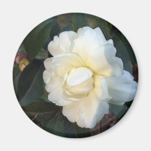 weiße Kamelienblüte Magnet