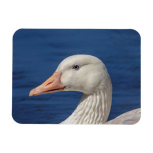 Weiße kanadische Gänse Magnet