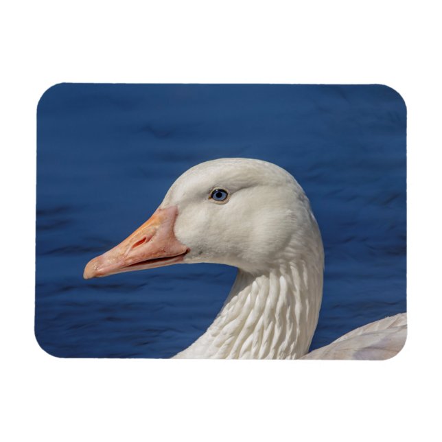 Weiße kanadische Gänse Magnet (Horizontal)
