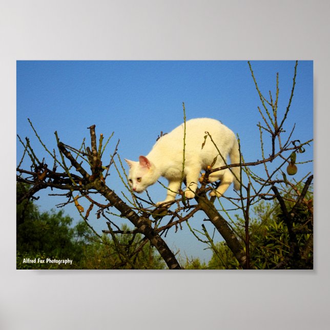 Weiße Katze auf Mandelbaum Poster (Vorne)