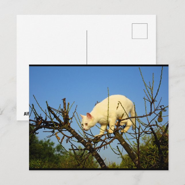 Weiße Katze auf Mandelbaum Postkarte (Vorne/Hinten)