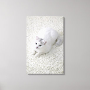 Weiße Katze, die oben schaut Leinwanddruck