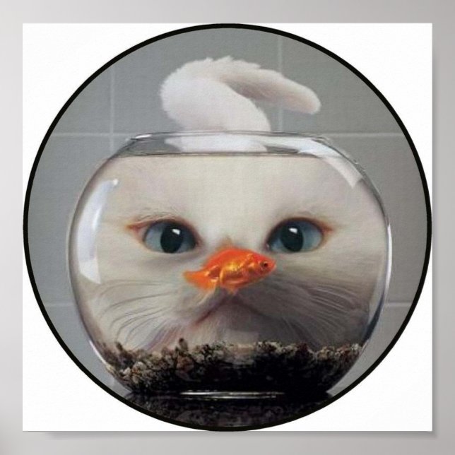 Weiße Katze durch eine Goldfischschüssel schauen Poster (Vorne)