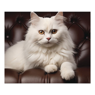 Weiße Katze Fotodruck