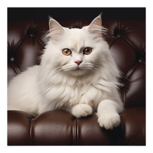 Weiße Katze Fotodruck