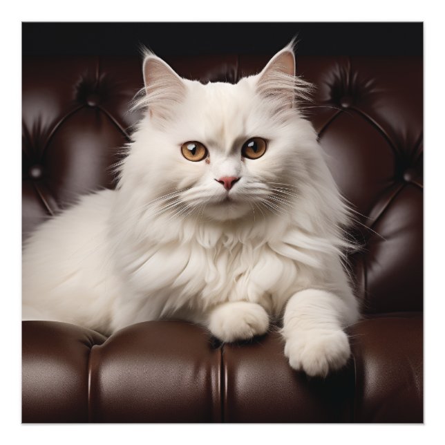 Weiße Katze Fotodruck (Vorne)