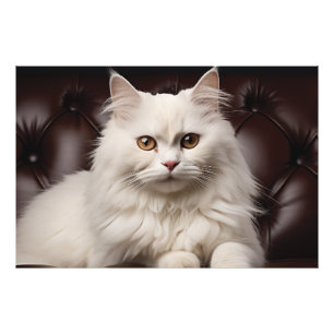 Weiße Katze Fotodruck