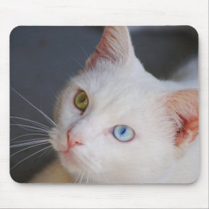 Weiße Katze mit einem grünen Auge u. einem blaue Mousepad