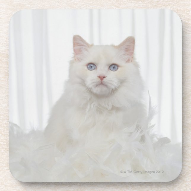 Weiße Katze mit Federn Getränkeuntersetzer (Vorderseite)
