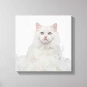 Weiße Katze mit Federn Leinwanddruck