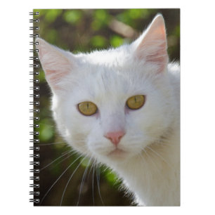Weiße Katze mit gelben Augen Notizblock