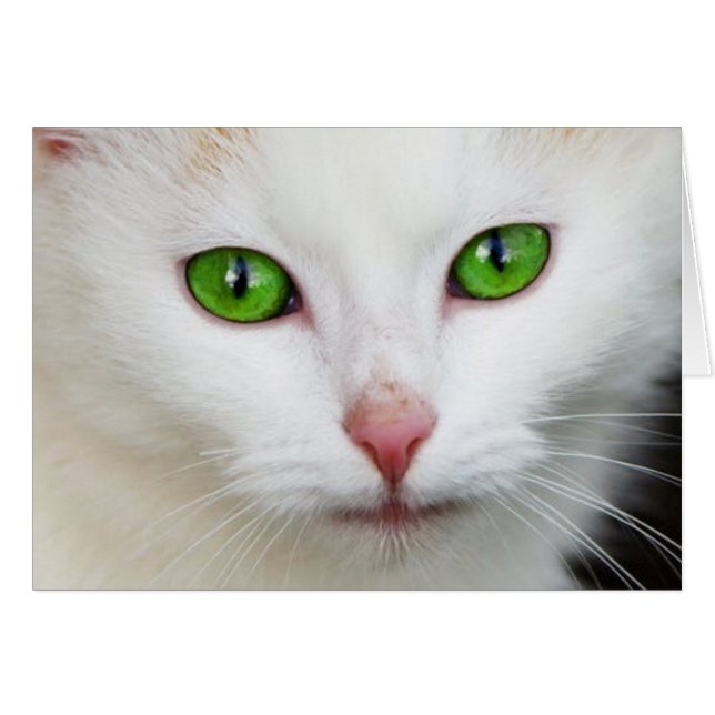 Weiße Katze mit grünen Augen (Vorderseite (Horizontal))