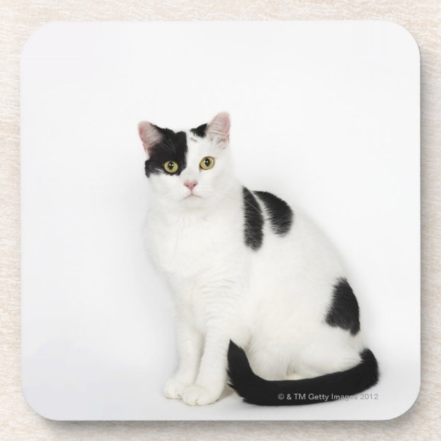 Weiße Katze mit schwarzen Flecken Getränkeuntersetzer (Vorderseite)
