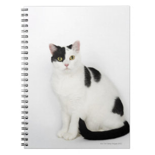 Weiße Katze mit schwarzen Flecken Notizblock