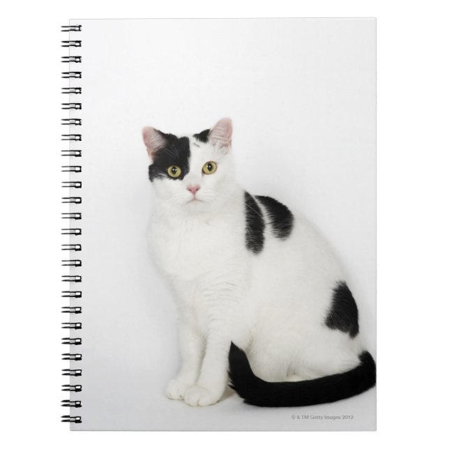 Weiße Katze mit schwarzen Flecken Notizblock (Vorderseite)