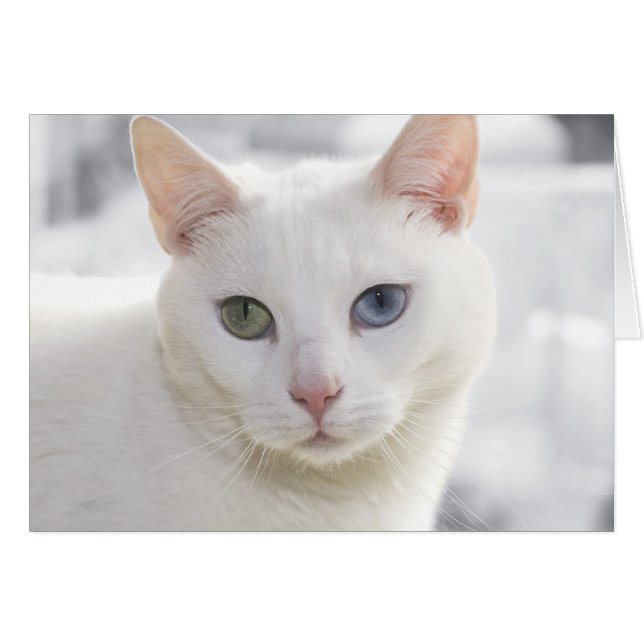 weiße Katze mit seltsamen Augen (Vorderseite (Horizontal))