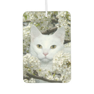 Weiße Katze mit weißen Blüten Autolufterfrischer