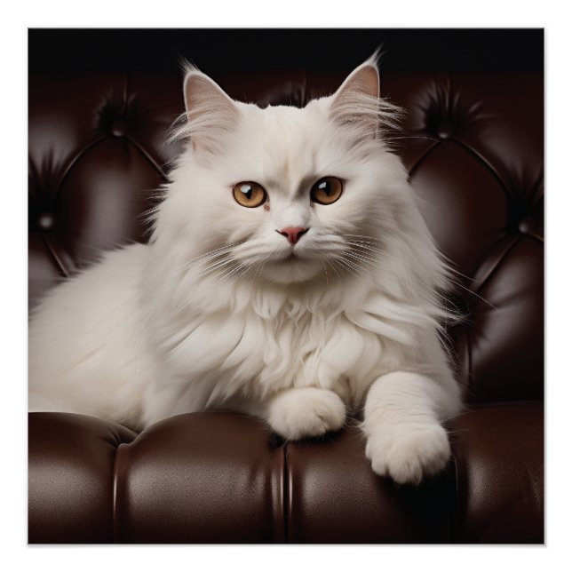Weiße Katze Poster (Vorderseite)