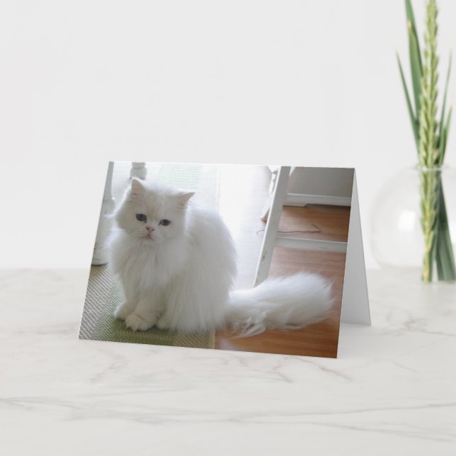 Weiße Katze: Purrfect Birthday Karte (Vorderseite)