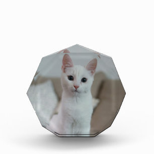 Weiße Katze Zazzle_Growshop. Fotoblock