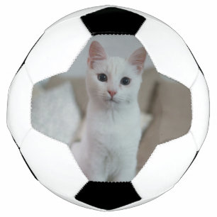 Weiße Katze Zazzle_Growshop. Fußball
