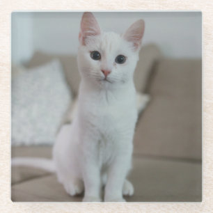 Weiße Katze Zazzle_Growshop. Glasuntersetzer