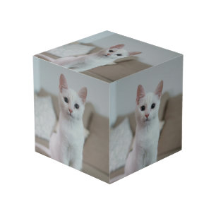 Weiße Katze Zazzle_Growshop. Würfel