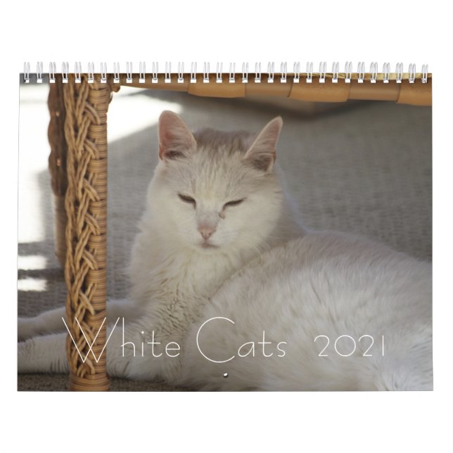 Weiße Katzen 2021 Kalender (Titelbild)