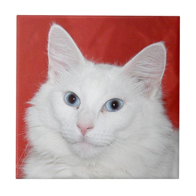 Weiße Katzengesichtsfliese Fliese (Vorderseite)
