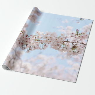 Weiße Kirschblüte unter blauem Himmel im m Geschenkpapier