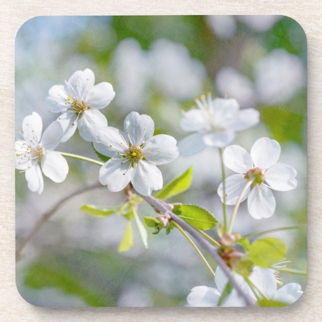 Weiße Kirschblüte Untersetzer (Vorderseite)