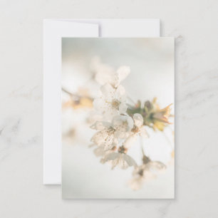 Weiße Kirschblüten Naturerlebnis Foto Karte