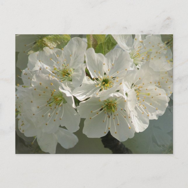 Weiße Kirschblüten Postkarte (Vorderseite)
