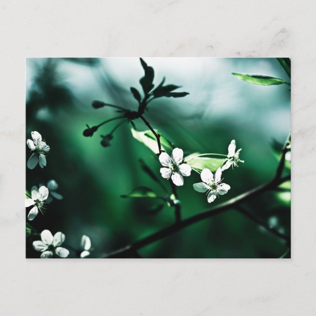 Weiße Kirschblüten Postkarte (Vorderseite)