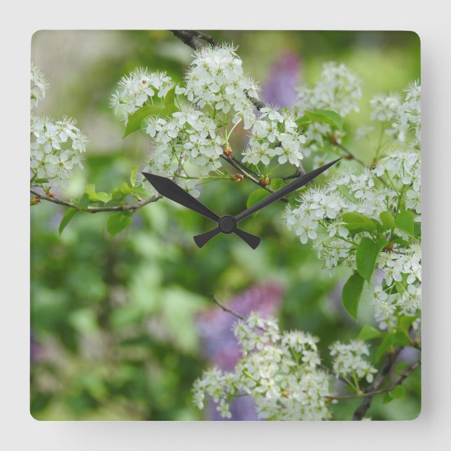 Weiße Kirschblüten und Lila Lilac Quadratische Wanduhr (Vorderseite)