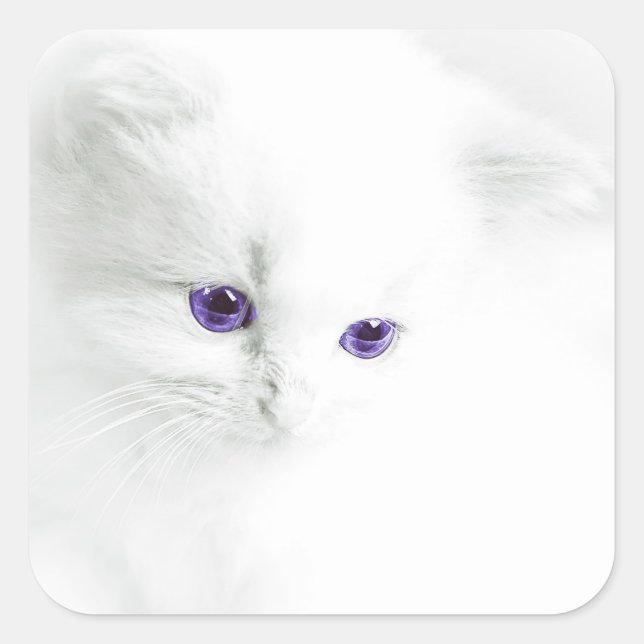Weiße Kitte mit Lila Augen Quadratischer Aufkleber (Vorderseite)