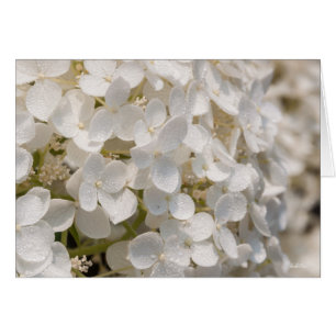 Weiße kleine Blumen