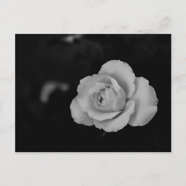 Weiße kleine Rose blüht auf schwarzem Hintergrund Postkarte (Vorderseite)