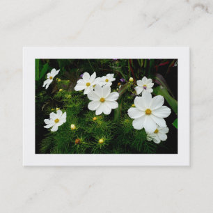 Weiße Kosmos-Blume, Mini-Foto Visitenkarte