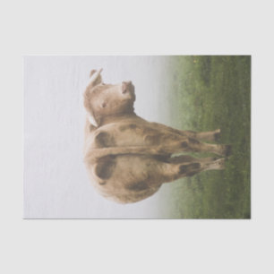 Weiße Kuh Stier, der zurück auf einem nebeligen Seidenpapier