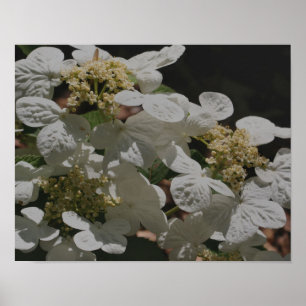 Weiße Lacecap Hydrangea-Blume Poster