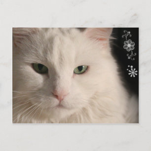 Weiße, langhaarige Katze Postkarte