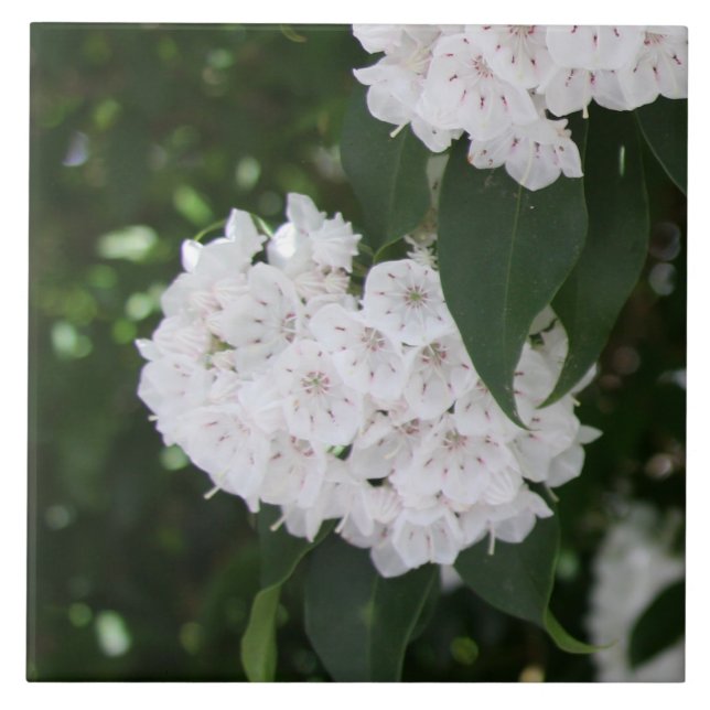 Weiße Laurel-Blume Fliese (Vorderseite)