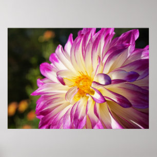 Weiße lila Dahlien-Blumenposter-Kunstprints Poster