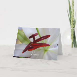 Weiße Lilie, Blume. Karte