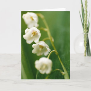 Weiße Lilie des Tals (Convallaria majalis) Karte