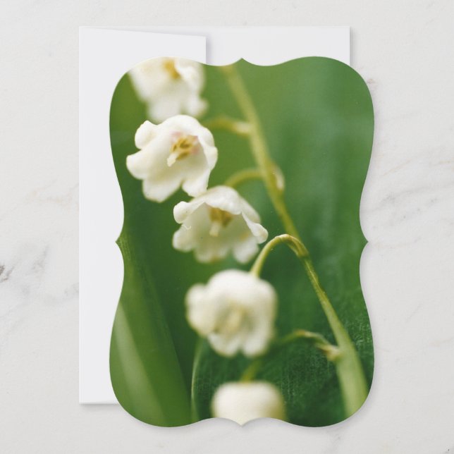 Weiße Lilie des Tals (Convallaria majalis) Karte (Vorderseite)